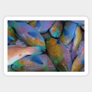 parrot fish Sticker